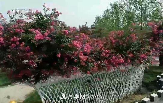 河南商丘男子種苗木，半年?duì)I業(yè)額達(dá)3000萬(圖12)