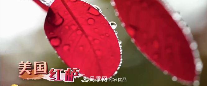河南商丘男子種苗木，半年?duì)I業(yè)額達(dá)3000萬(圖7)