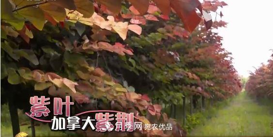 河南商丘男子種苗木，半年?duì)I業(yè)額達(dá)3000萬(圖8)