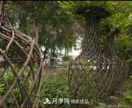 河南商丘男子種苗木，半年?duì)I業(yè)額達(dá)3000萬(圖13)