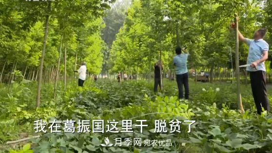 河南商丘男子種苗木，半年?duì)I業(yè)額達(dá)3000萬(圖15)