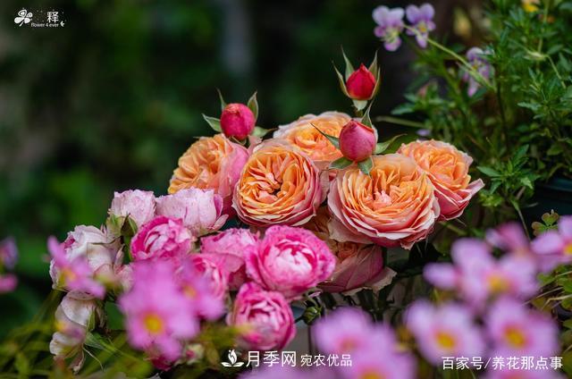 中國(guó)99%的月季都是盜版，到底我們?cè)摬辉撡I正版月季(圖1)