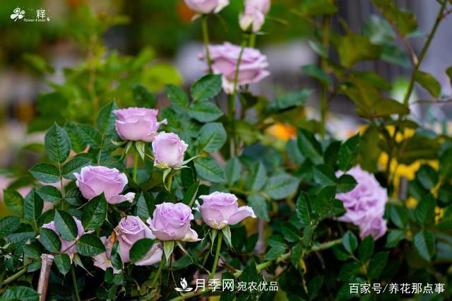 中國(guó)99%的月季都是盜版，到底我們?cè)摬辉撡I正版月季(圖2)