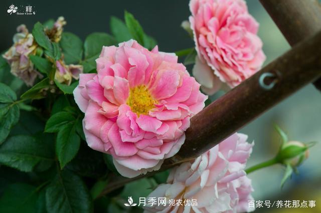中國(guó)99%的月季都是盜版，到底我們?cè)摬辉撡I正版月季(圖3)
