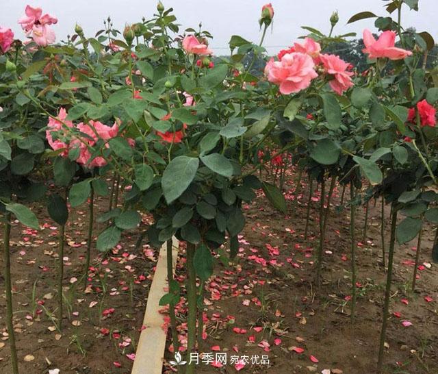 安徽樹狀月季的價格？樹狀月季各規(guī)格多少錢一棵？(圖3)