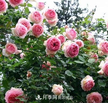 8月養(yǎng)月季花，做好4件事，不愁秋天沒花賞(圖1)