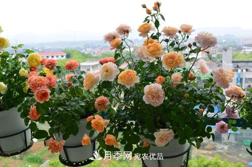 8月養(yǎng)月季花，做好4件事，不愁秋天沒花賞(圖2)
