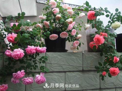 8月養(yǎng)月季花，做好4件事，不愁秋天沒花賞(圖4)