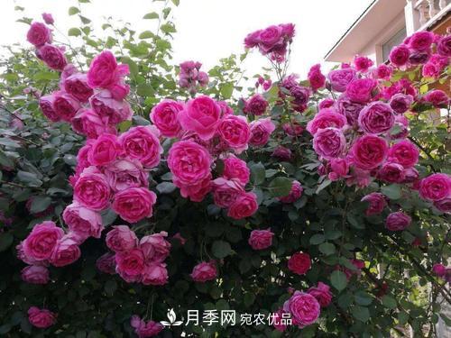 8月養(yǎng)月季花，做好4件事，不愁秋天沒花賞(圖3)