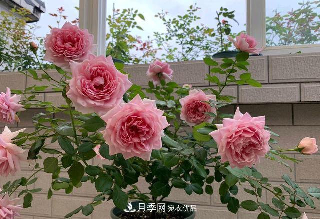 月季花順利凋謝，我修剪的月季株形怎么樣？(圖1)
