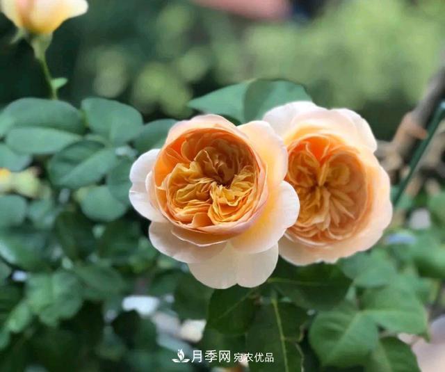 月季花順利凋謝，我修剪的月季株形怎么樣？(圖3)