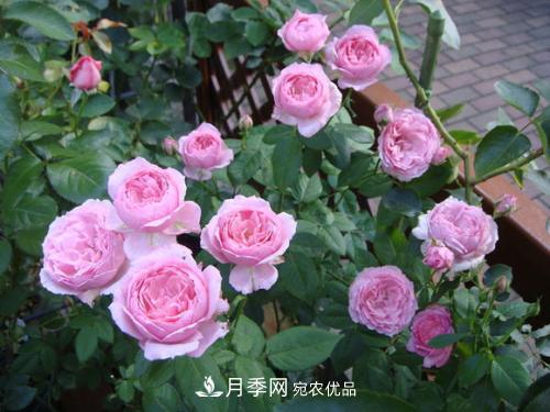 5種勤花月季，開花一茬接一茬，花量大還抗病，值得擁有！(圖3)