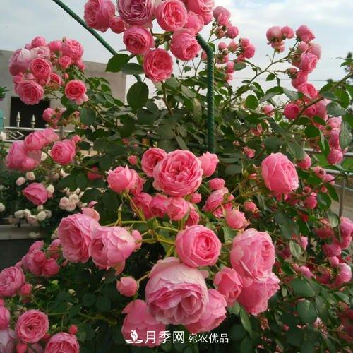 5種勤花月季，開花一茬接一茬，花量大還抗病，值得擁有！(圖1)