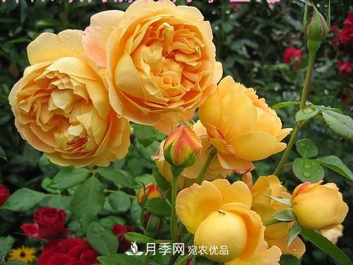 5種勤花月季，開花一茬接一茬，花量大還抗病，值得擁有！(圖6)