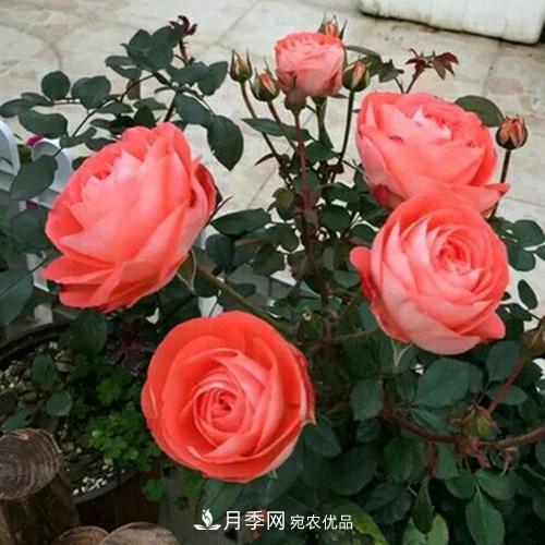 5種勤花月季，開花一茬接一茬，花量大還抗病，值得擁有！(圖5)