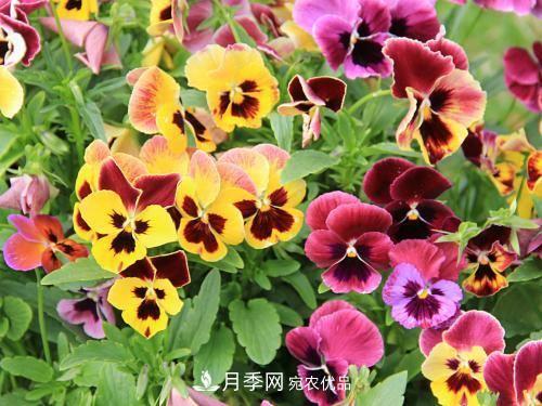 陽臺再小，也要養(yǎng)4種花，種一次年年有花賞，花期群花爭艷！(圖1)