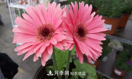 陽臺再小，也要養(yǎng)4種花，種一次年年有花賞，花期群花爭艷！(圖5)