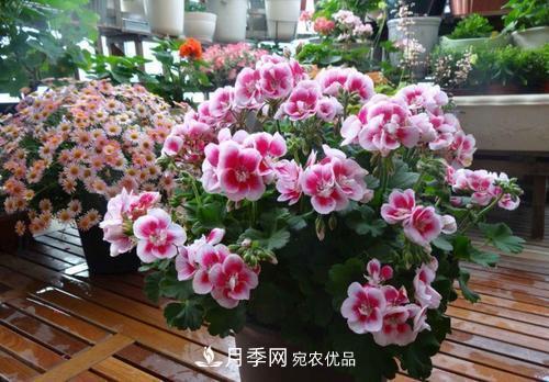 陽臺再小，也要養(yǎng)4種花，種一次年年有花賞，花期群花爭艷！(圖3)