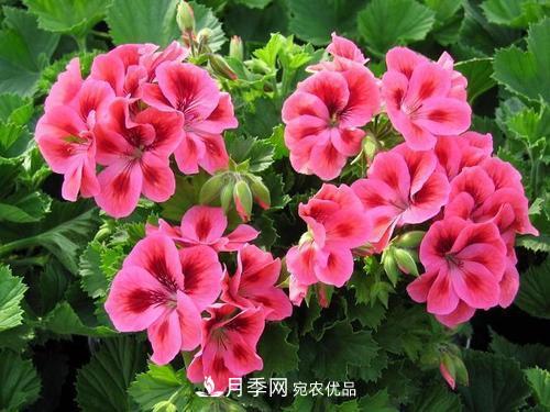 陽臺再小，也要養(yǎng)4種花，種一次年年有花賞，花期群花爭艷！(圖4)