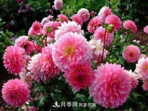 陽臺再小，也要養(yǎng)4種花，種一次年年有花賞，花期群花爭艷！(圖6)