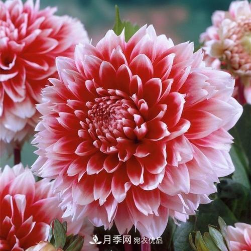 陽臺再小，也要養(yǎng)4種花，種一次年年有花賞，花期群花爭艷！(圖7)