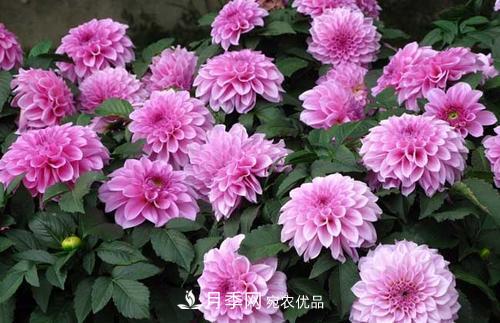陽臺(tái)再小，也要養(yǎng)3種花，一年四季有花賞，輕松開成小花園(圖1)