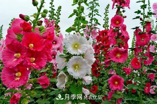 陽臺(tái)再小，也要養(yǎng)3種花，一年四季有花賞，輕松開成小花園(圖4)