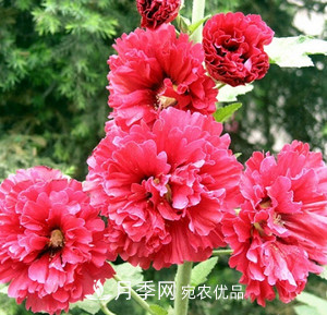 陽臺(tái)再小，也要養(yǎng)3種花，一年四季有花賞，輕松開成小花園(圖3)