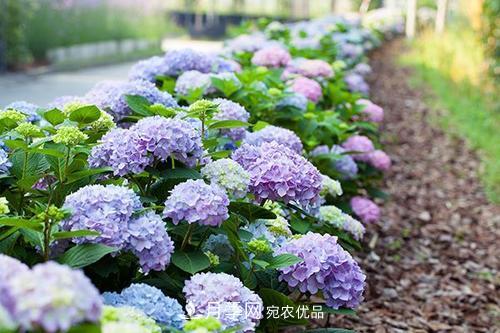陽臺(tái)再小，也要養(yǎng)3種花，一年四季有花賞，輕松開成小花園(圖6)