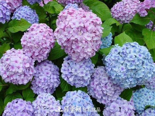 陽臺(tái)再小，也要養(yǎng)3種花，一年四季有花賞，輕松開成小花園(圖5)