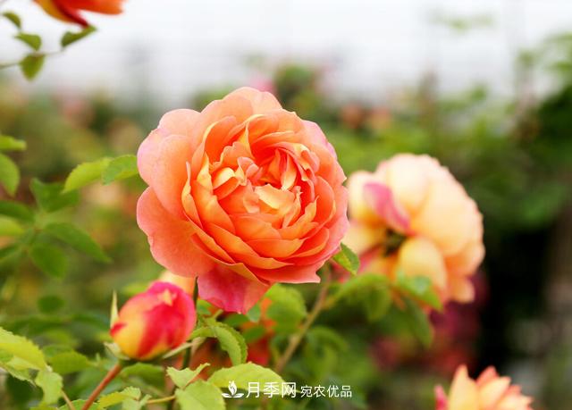 做好五件事，封閉陽臺(tái)養(yǎng)月季并不難(圖1)