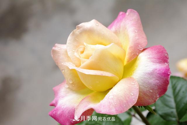 做好五件事，封閉陽臺(tái)養(yǎng)月季并不難(圖2)