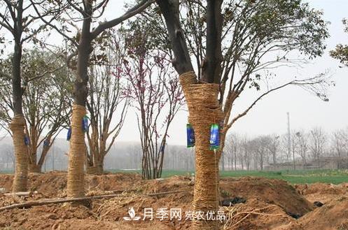 立秋后大樹移栽的第二個(gè)黃金時(shí)期馬上到，苗木措施抓緊做起來(圖1)