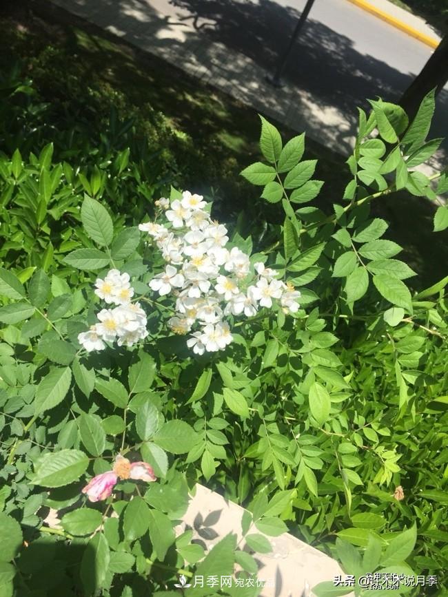 如何買到正版歐月？月季購買防騙手冊，幾招鑒定歐月，拒絕小白花(圖5)