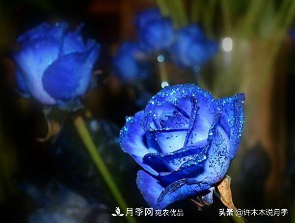 如何買到正版歐月？月季購買防騙手冊，幾招鑒定歐月，拒絕小白花(圖6)