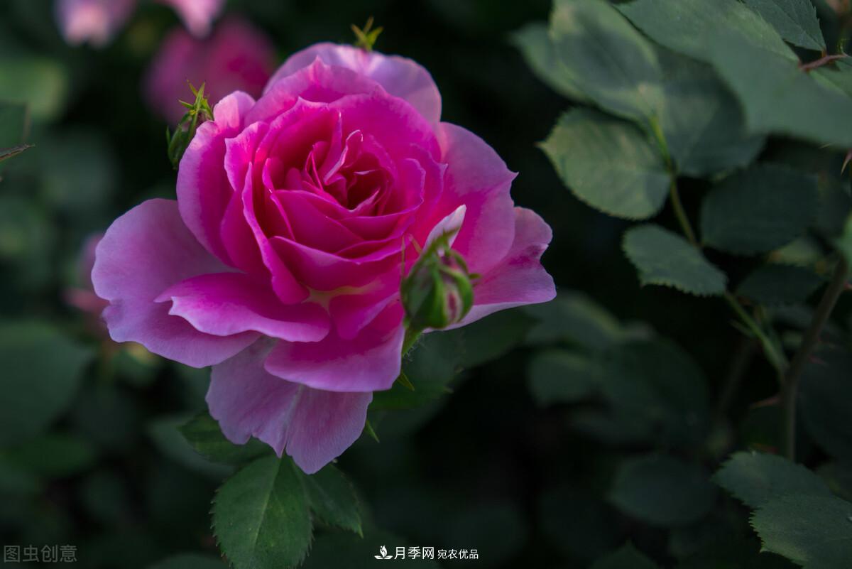 南北“公認(rèn)”好養(yǎng)的月季，12個(gè)品種，喜歡就種起來(圖1)