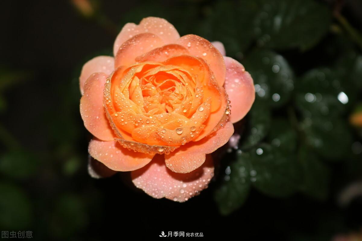 南北“公認(rèn)”好養(yǎng)的月季，12個(gè)品種，喜歡就種起來(圖2)
