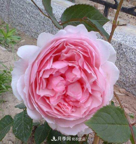 南北“公認(rèn)”好養(yǎng)的月季，12個(gè)品種，喜歡就種起來(圖9)