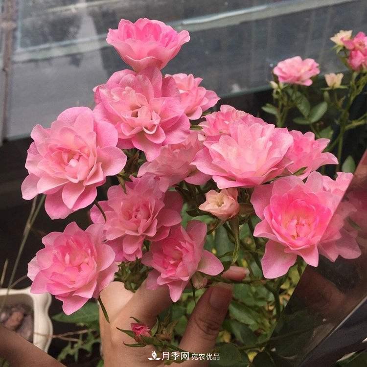 南北“公認(rèn)”好養(yǎng)的月季，12個(gè)品種，喜歡就種起來(圖12)