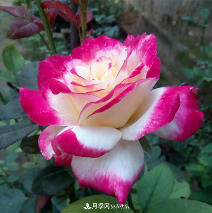 南北“公認(rèn)”好養(yǎng)的月季，12個(gè)品種，喜歡就種起來(圖13)