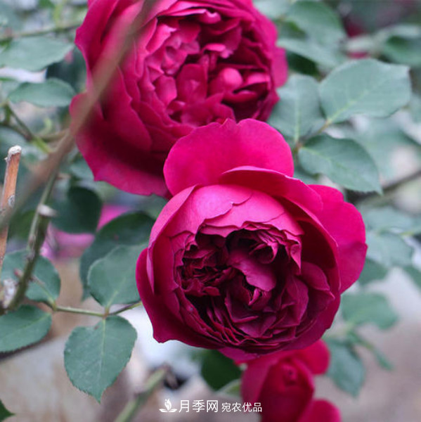 南北“公認(rèn)”好養(yǎng)的月季，12個(gè)品種，喜歡就種起來(圖10)