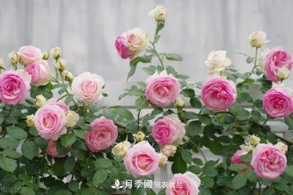 南方地區(qū)為什么養(yǎng)不好藤本月季？3個(gè)原因，各個(gè)都很“致命”(圖1)