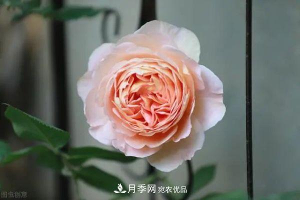 南方地區(qū)為什么養(yǎng)不好藤本月季？3個(gè)原因，各個(gè)都很“致命”(圖2)