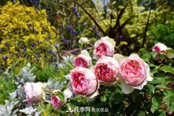 南方地區(qū)為什么養(yǎng)不好藤本月季？3個(gè)原因，各個(gè)都很“致命”(圖4)