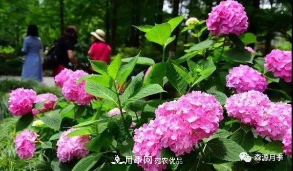 月季天冷后怎么養(yǎng)？月季花能開(kāi)爆盆嗎？具體怎么養(yǎng)護(hù)呢？(圖2)
