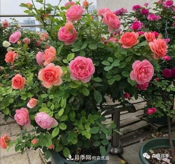 月季天冷后怎么養(yǎng)？月季花能開(kāi)爆盆嗎？具體怎么養(yǎng)護(hù)呢？(圖1)