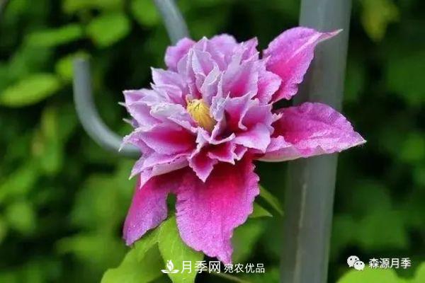 月季天冷后怎么養(yǎng)？月季花能開(kāi)爆盆嗎？具體怎么養(yǎng)護(hù)呢？(圖3)