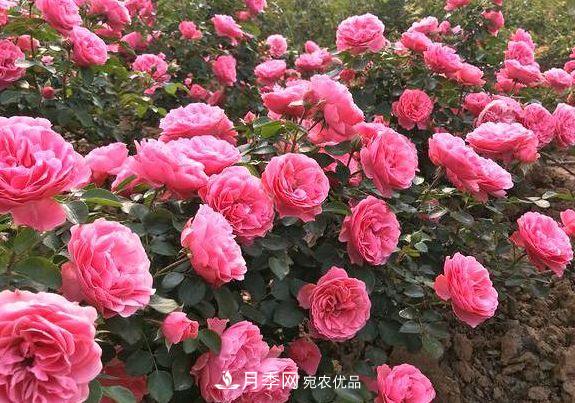 3種花，分別是花中之王、花中之相、花中皇后，哪種才***美的花(圖3)
