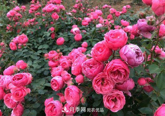 3種花，分別是花中之王、花中之相、花中皇后，哪種才***美的花(圖4)