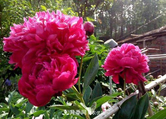 3種花，分別是花中之王、花中之相、花中皇后，哪種才***美的花(圖2)